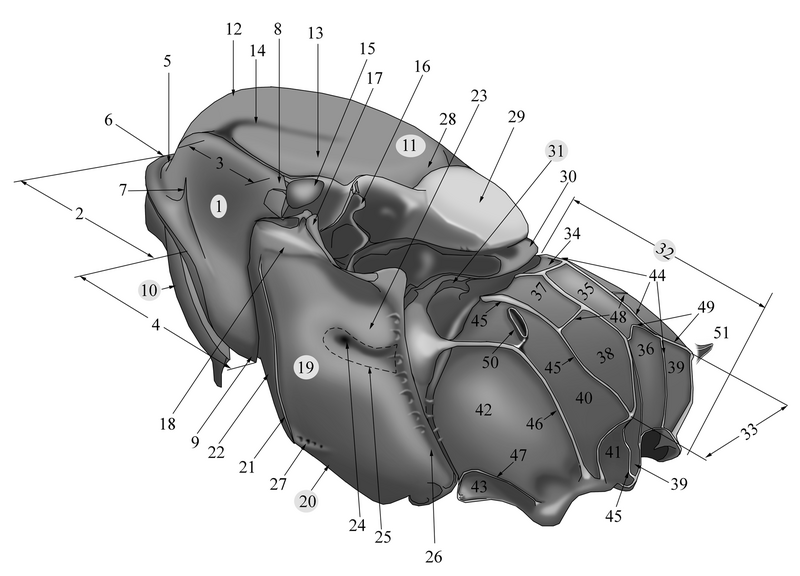 File:3-Morphology-of-thotax.png