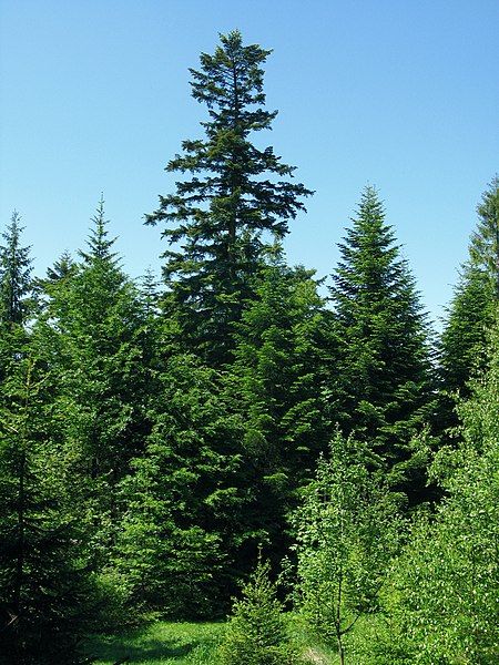 File:Abies alba Skalité.JPG