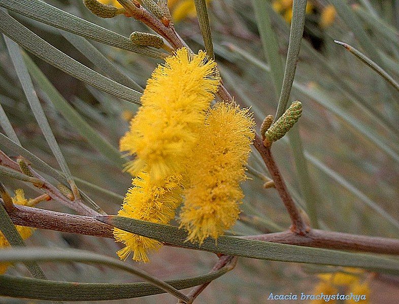 File:Acacia brachystachya(3).JPG