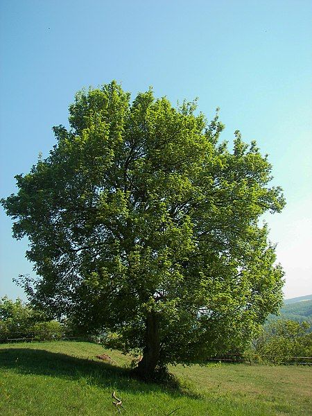 File:Acer campestre 006.jpg