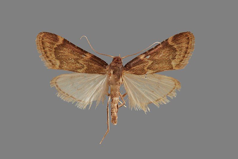 File:Aglossa cacamica ASUHIC0127546.jpg