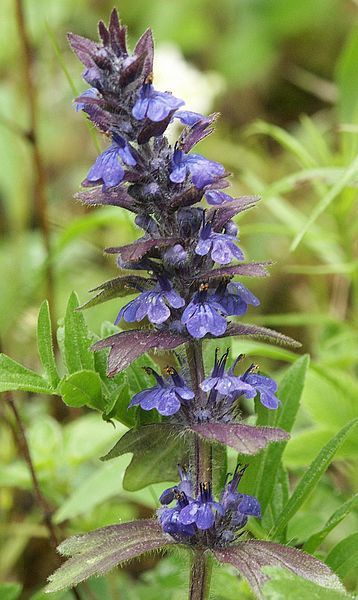 File:Ajuga genevensis 150505.jpg