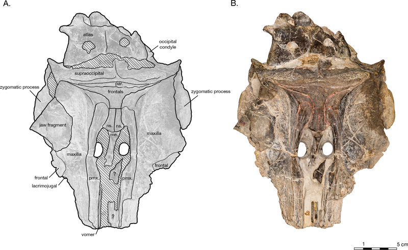 File:Allodelphis skull.png