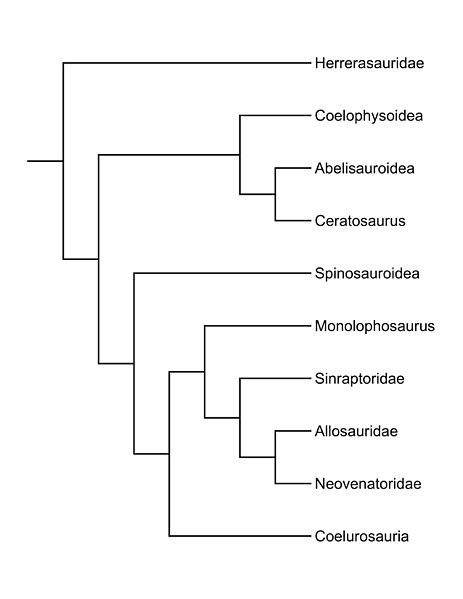 File:Allosauridae Tree.jpg