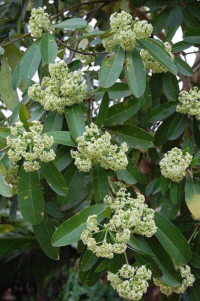 File:Alstonia scholaris1.JPG