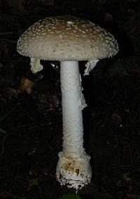 Amanita cothurnata