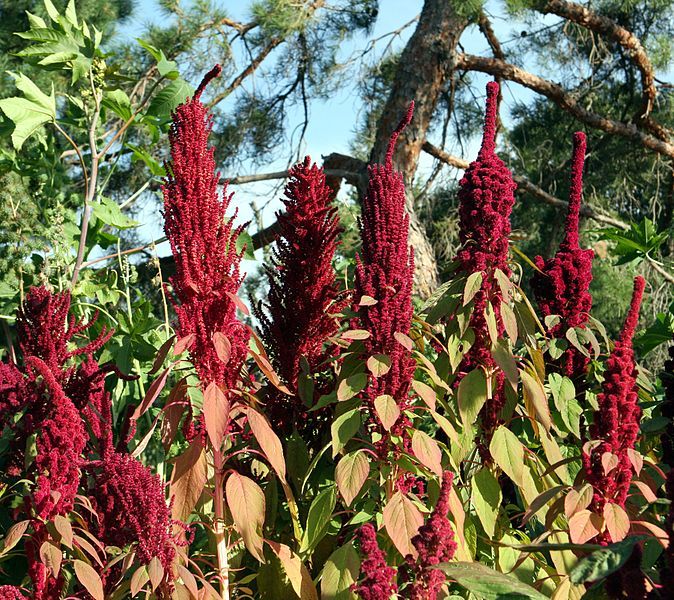 File:Amaranthus flowers.jpg