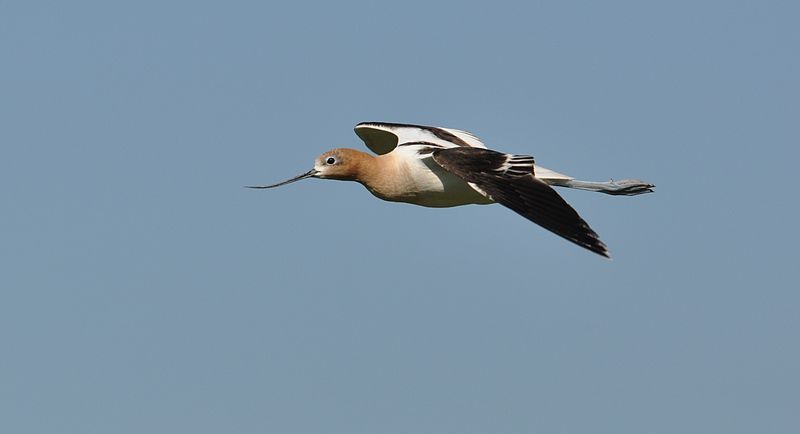 File:American avocet (9154932888).jpg