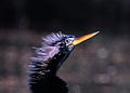 Anhinga drying its' feathers