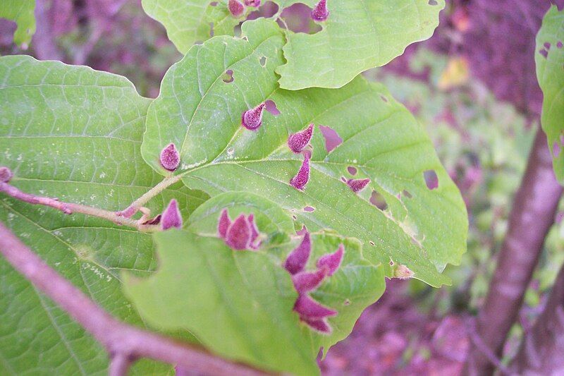 File:Aphid Galls.jpg