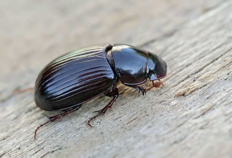 File:Aphodius rufipes (2008-07-25).jpg