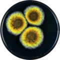 Aspergillus cibarius growing on YES plate