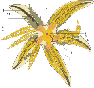 Starfish diagram