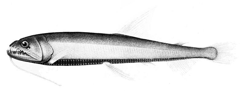 File:Astronesthes lucifer.jpg