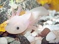 An axolotl