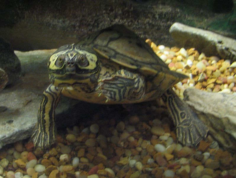 File:Barbour's Map Turtle.jpg