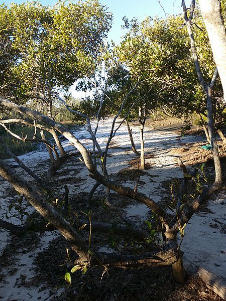 File:Beachmere mangroves.jpg