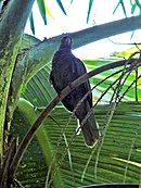 A brown parrot