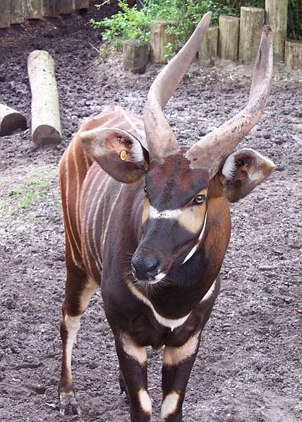 File:Bongo Burger Zoo.jpg