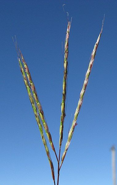 File:Bothriochloa macra.jpg