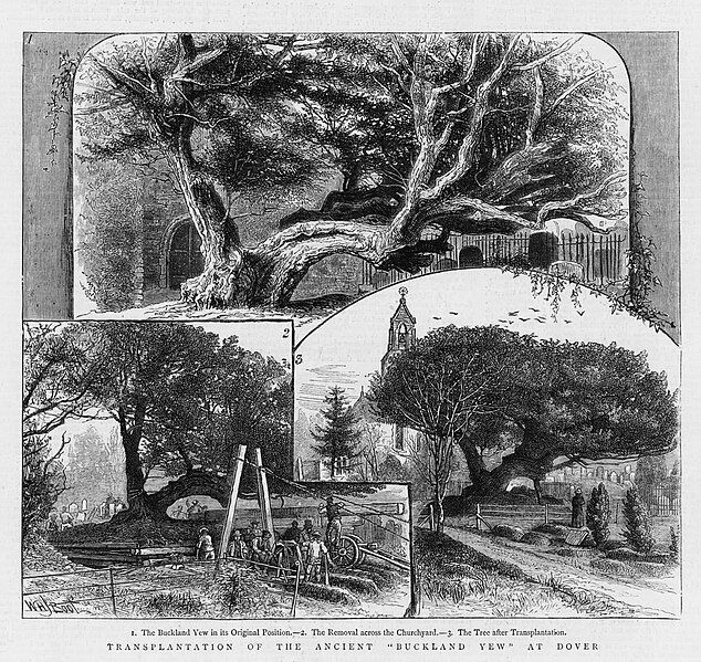 File:Buckland Yew 1880.jpg