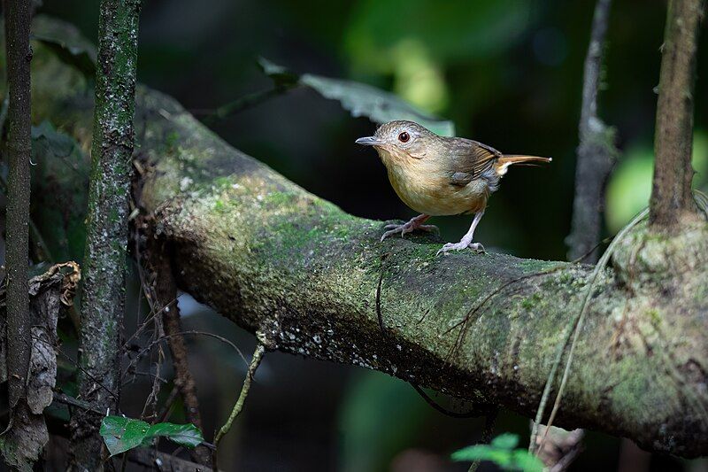 File:Buff-breasted Babbler 0A2A5484.jpg