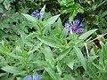 Centaurea montana