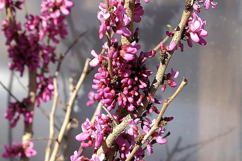 File:Cercis chinensis 2zz.jpg