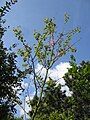 Cercis siliquastrum