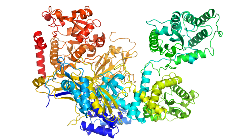 File:Chaetomium Thermophilum UGGT.png