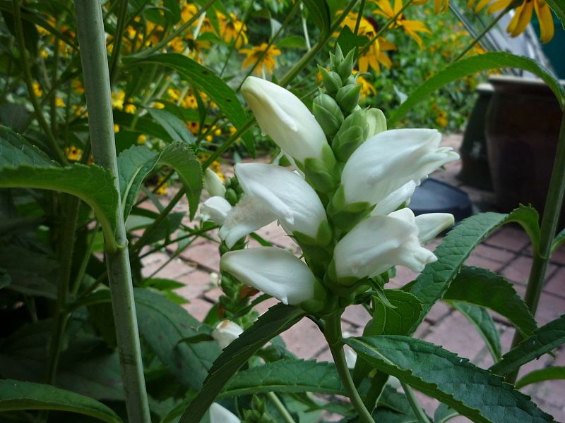 File:Chelone-glabra.jpg