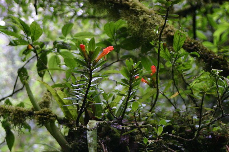 File:Columnea-glabra.jpg