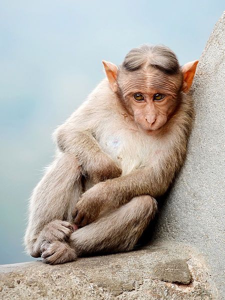 File:Cute Monkey cropped.jpg