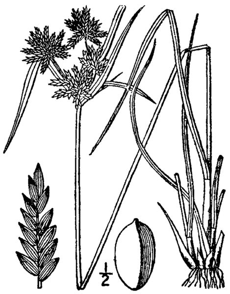 File:Cyperus houghtonii BB-1913.png