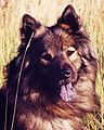 Eurasier