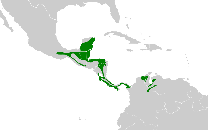 File:Dendrocincla homochroa map.svg