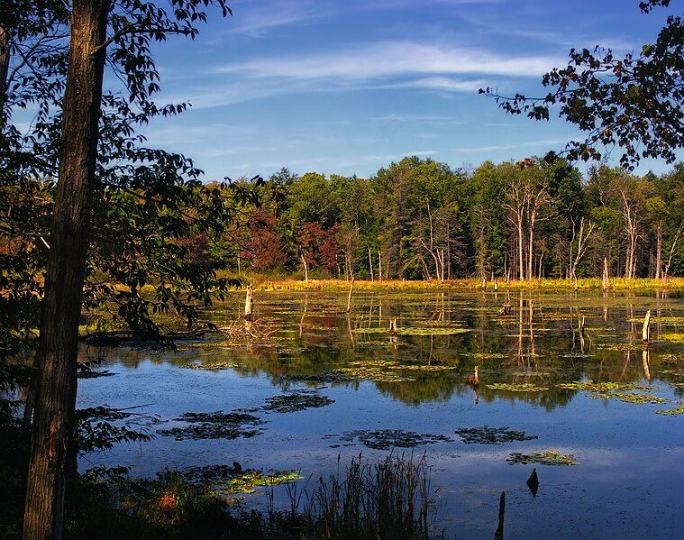 File:Dimock Township Wetland.jpg