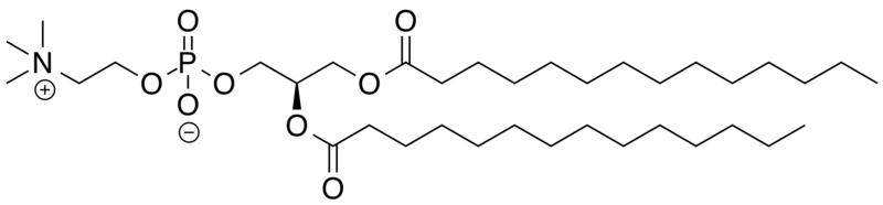 File:Dimyristoylphosphatidylcholine.png