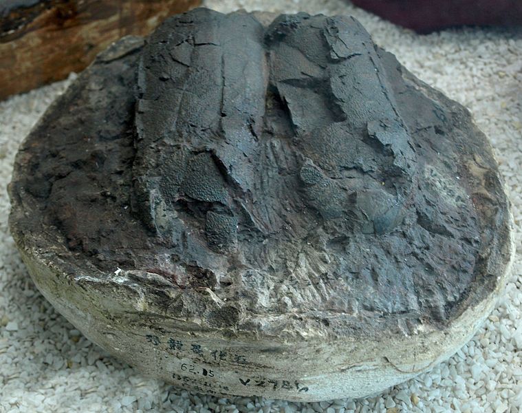 File:ElongatoolithusElongatus-PaleozoologicalMuseumOfChina-May23-08.jpg