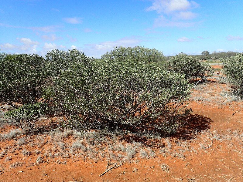 File:Eremophila tietkensii (habit).jpg