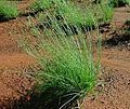 Junquito (Fimbristylis dichotoma)