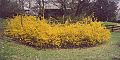 Forsythia, Lutherville, Maryland  