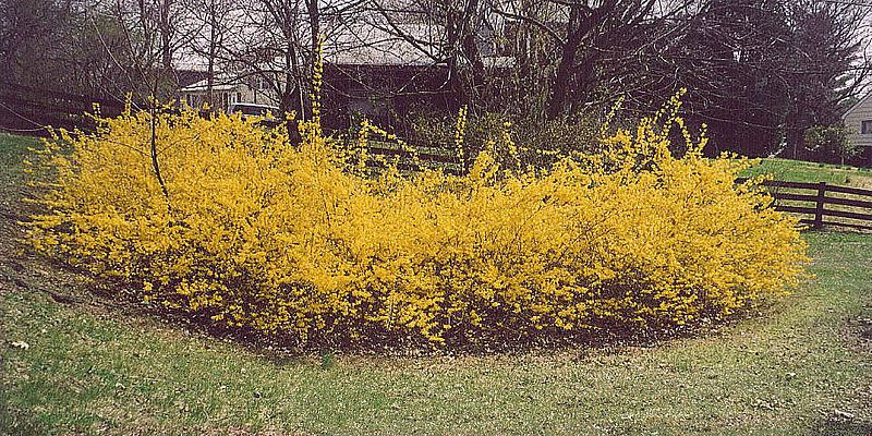 File:Forsythia 50years.jpg