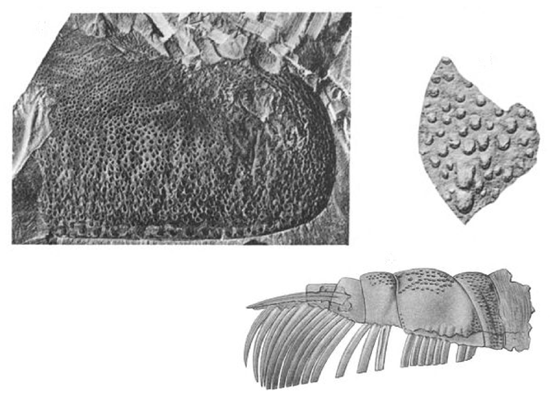 File:Fossils of Echinognathus.png