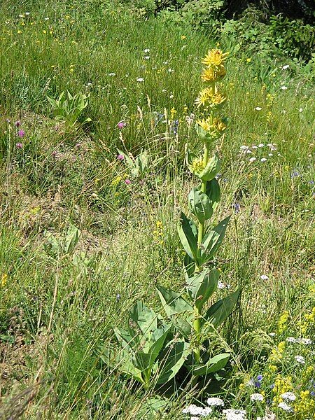 File:Gentiana lutea001.jpg