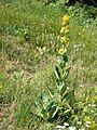 Gentiana lutea