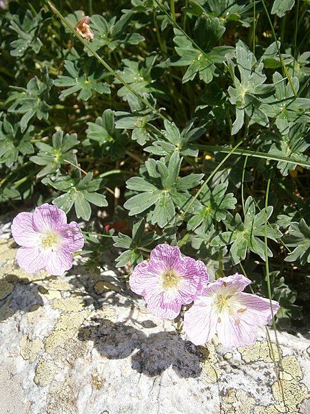 File:Geranium cinereum 002.JPG