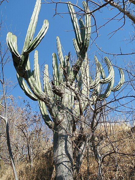 File:Glandulicereus queretaroensis.jpg