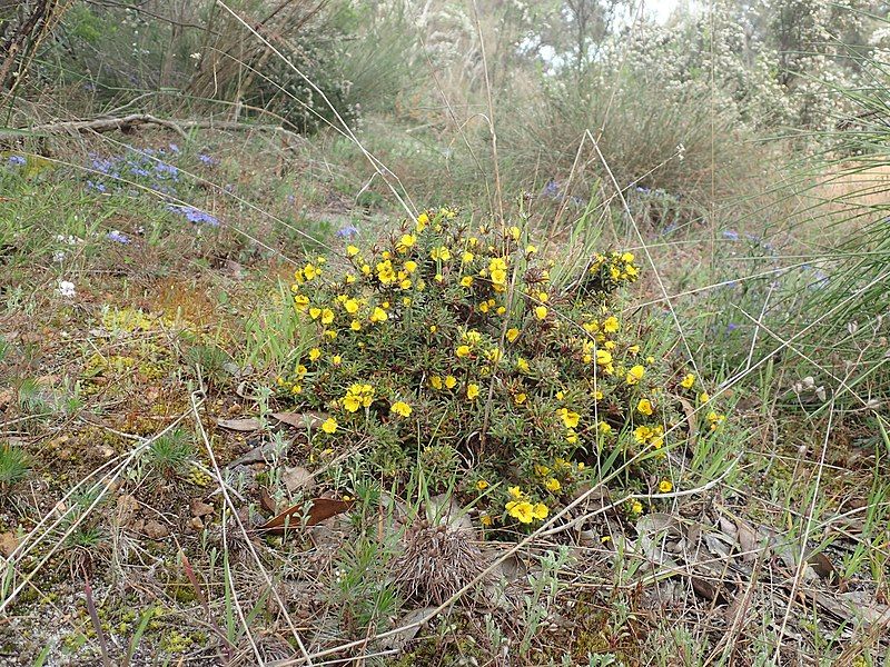 File:Hibbertia depressa habit.jpg