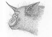 Drawing of bat head